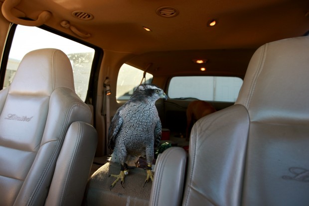 Falconry